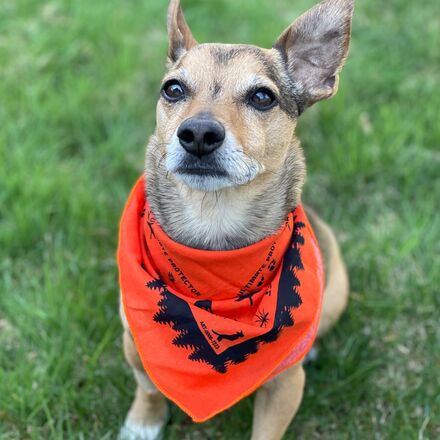 Ben's - Dog Bandana With Insect Shield