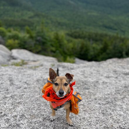 Ben's - Dog Bandana With Insect Shield