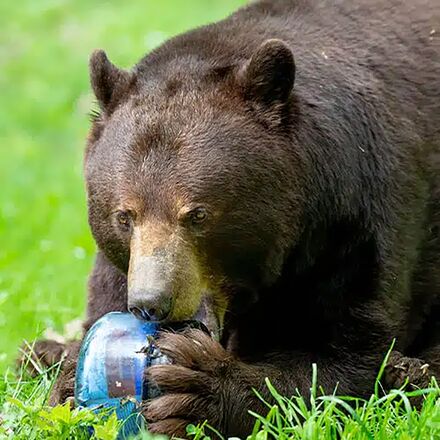 Bear Vault - BV425-Sprint Bear Resistant Food Canister