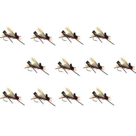 Amy's Ant 12-Pack
