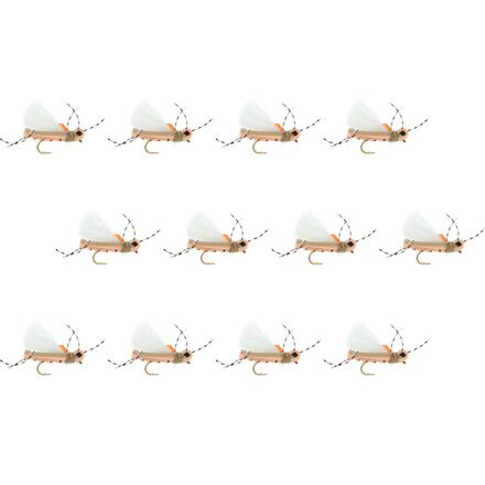 Thunder Thighs Hopper 12-Pack